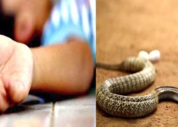 पांवटा साहिब : सांप के डसने से व्यक्ति की मौत