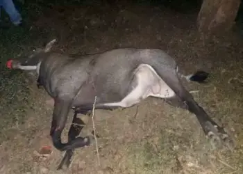 पावटा साहिब : नीलगाय से टकराया मोटरसाइकिल , युवक की मौत
