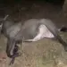 पावटा साहिब : नीलगाय से टकराया मोटरसाइकिल , युवक की मौत