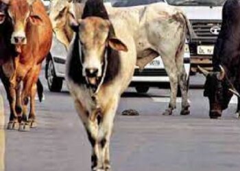 पांवटा साहिब : शहर में घूम रहे आवारा पशु और गोवंश ,  नगर पालिका बनी मूकदर्शक