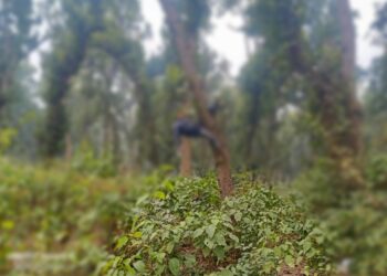 पांवटा साहिब : पुरुवाला में पेड़ से लटका मिला 48 वर्षीय व्यक्ति का शव, जांच में जुटी पुलिस