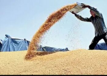 प्रदेश में चार अप्रैल से शुरू होगी गेहूं की खरीद,  सिरमौर-ऊना-सोलन जिला में बनाए दो-दो केंद्र,कांगड़ा में चार