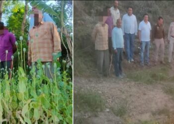कालाआम पुलिस ने अफीम के 5000 पौधे किए नष्ट
