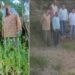 कालाआम पुलिस ने अफीम के 5000 पौधे किए नष्ट