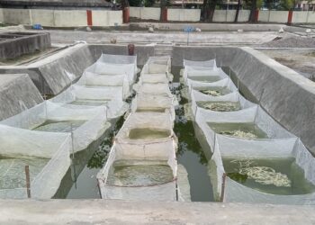 प्रदेश में वर्ष 2022-23 में 21 हजार मीट्रिक टन हुआ मछली उत्पादन मत्स्य पालन ने खोले 682 युवाओं के लिए स्वरोजगार के द्वार