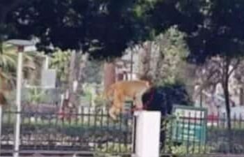 पांवटा साहिब : बंदरों के हमले में व्यक्ति घायल