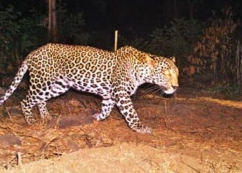 पांवटा साहिब : शहर में दोबारा दिखा तेंदुआ , लोगों में दहशत का माहौल