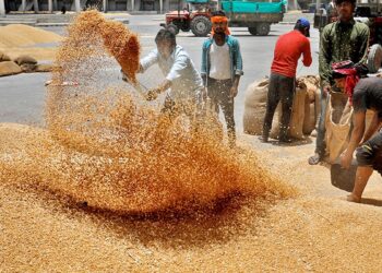 कृषि उपज विपणन समिति पांवटा साहिब तथा धौला कुआं में गेहूं की खरीद 1 अप्रैल से होगी आरंभ- सुमित खिम्टा