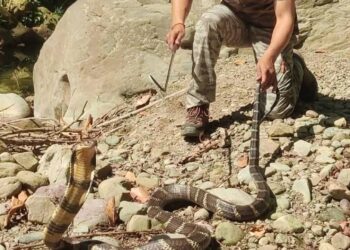 पांवटा साहिब:  10 फीट लंबे किंग कोबरा को वन विभाग ने रेस्क्यू कर जंगल में छोड़ा