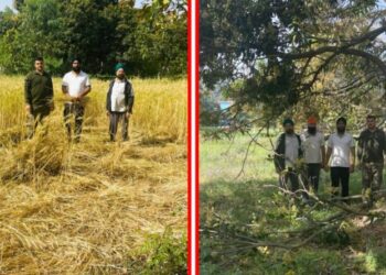 पांवटा साहिब: हाथियों ने पहुंचाया फसलों और पेड़ों को नुकसान, मुआवजे की मांग