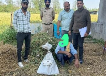 पांवटा साहिब : अफीम की अवैध खेती करने के जुर्म मे एक व्यक्ति गिरफ्तार
