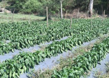 आत्मनिर्भर व सुदृढ़ ग्रामीण अर्थव्यस्था का मजबूत आधार ‘प्राकृतिक खेती पद्धति’