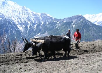 पांगी को राज्य का पहला प्राकृतिक खेती उप-मंडल अधिसूचित करने पर सरकार की लोगों ने की सराहना