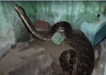 गांव में दहशत: सुबह-सुबह घर में घुसा अजगर, बरामदे में बैठी कुतिया को निगला