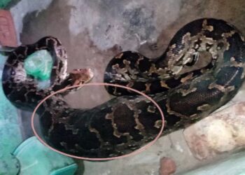 हिमाचल के धरूं गांव में घर में घुसा अजगर, बरामदे में बैठे कुत्ते को निगल गया…परिवार में मचा हड़कंप, शोर सुनकर दौड़े आए ग्रामीण