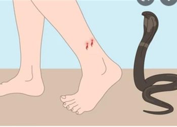 पांवटा साहिब :  कोबरा के काँटने से 9 साल के बच्चे की मौत