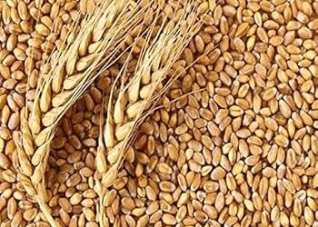 प्रदेश सरकार ने किसानों से खरीदी 2123 क्विंटल गेहूं, 1.31 करोड़ रुपये किसानों के खातों में हस्तातंरित