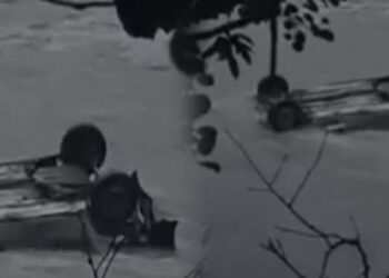 हिमाचल: नदी में गिरी कार- तीन कॉलेज छात्रों ने तोड़ा दम, एक ही गांव से उठेगी अर्थियां