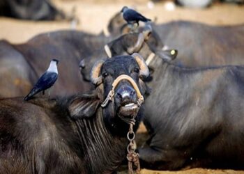 “यह मेरे लिए किसी चमत्कार से कम नहीं””.. सुंदर सिंह की आंखों से बहने लगे आंसू, बह गई थी भैंसें…लेकिन रात में लौटी वापस!”