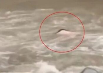 हिमाचल: पहले मलबे में दबा छोटा भाई, अब बड़े को पानी ने निगला- परिवार पर टूटा दुखों का पहाड़