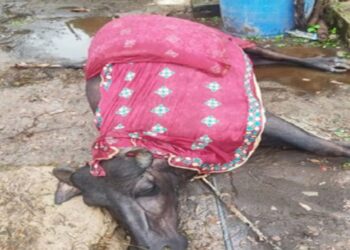 घर के बाहर बांधे मवेशियों पर गिरी बिजली..4 की दर्दनाक मौत, एक महिला गंभीर रूप से घायल