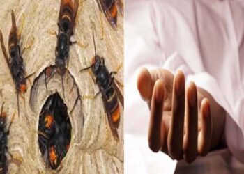 दर्दनाक हादसा: रंगड़ों के काटने से महिला की मौ*त