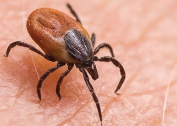 हिमाचल में जानलेवा बन रहा स्क्रब टाइफस…IGMC में दूसरी मौ*त