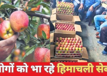 सड़कों को नुकसान के बावजूद बाजार में सेब आमद में वृद्धि दर्ज एचपीएमसी के माध्यम से रिकॉर्ड 55,000 मीट्रिक टन सेब की खरीद