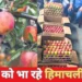 सड़कों को नुकसान के बावजूद बाजार में सेब आमद में वृद्धि दर्ज एचपीएमसी के माध्यम से रिकॉर्ड 55,000 मीट्रिक टन सेब की खरीद