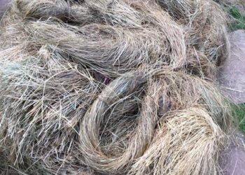 सिरमौर/भाबड़ घास की नीलामी 25 सितंबर को