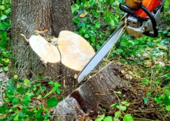 व्यक्ति काे अपनी ही जमीन से खैर के पेड़ काटना पड़ा महंगा, वन विभाग ने वसूला 80 हजार रुपए जुर्माना