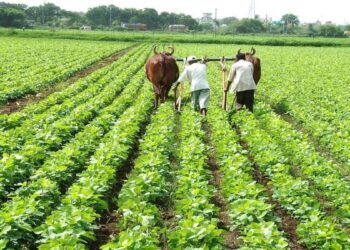2,22,893 किसानों ने प्राकृतिक खेती पद्धति को अपनाया, 38,437 हेक्टेयर भूमि पर हो रही प्राकृतिक खेती