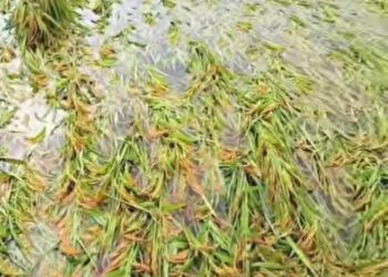 पांवटा साहिब: लगातार बारिश से किसानों की धान की फसल बर्बाद — मुआवज़े और कर्ज़ माफी की उठी मांग