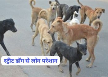 पांवटा साहिब : स्ट्रीट डॉग्स से आदर्श कॉलोनी के लोग परेशान…एसडीएम और एमसी से लगाई समाधान की गुहार