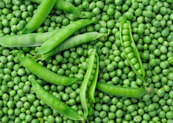 सेब से महंगा बिका मटर, 300 रुपए तक छू सकता है दाम