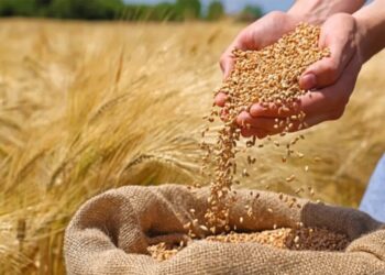 सरकार ने किसानों से खरीदी प्राकृतिक खेती से उत्पादित 2,123 क्विंटल गेहूं