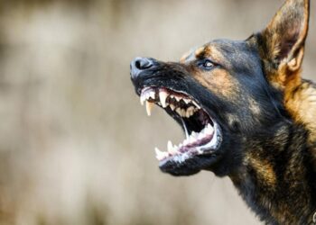 हिमाचल में दहशत: गणई में पागल कुत्ते ने 14 कुत्तों को काटा, सभी की हुई मौत