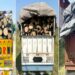 Himachal: वन विभाग का बड़ा एक्शन, अवैध लकड़ी से लदे 6 वाहन जब्त, तस्करों में मचा हड़कंप