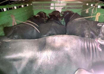 4 गाड़ियों में अमानवीय तरीके से भरी थीं 16 जिंदगियां, युवकों ने ऐसे फेल किया तस्करों का प्लान