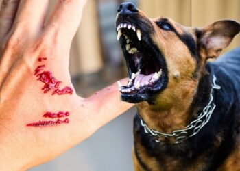 पाँवटा साहिब : कुत्ते ने किया हमला , बांधने को बोलने पर पर मां बेटी ने की मारपीट