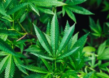 हिमाचल में अब नशे वाली नहीं, कमाई वाली भांग की होगी खेती, सरकार तैयार करवाएगी औषधीय बीज