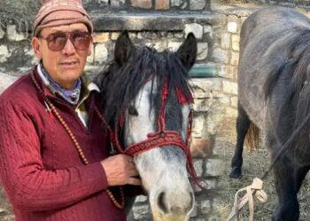 84 हजार में बिका ये घोड़ा, आखिर क्या है इसकी खासियत- यहां जानिए