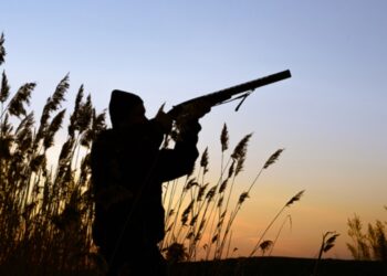 शिकार के दौरान फायरिंग में युवक घायल, कार से डबल बैरल गन व कारतूस बरामद