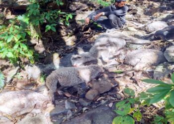 घात लगाकर बैठे तेंदुए ने भेड़-बकरियों के झुंड पर हमला कर 52 को मौत के घाट उतारा