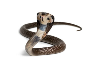 Himachal: अस्पताल में सांप लेकर घुसा सिरफिरा- स्टाफ नर्स पर फेंका, मचा हड़कंप