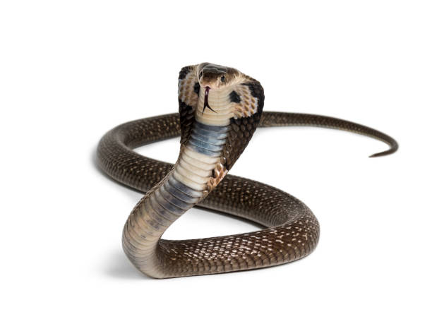 King cobra, Ophiophagus hannah, venomous snake against white background looking at camera against white background