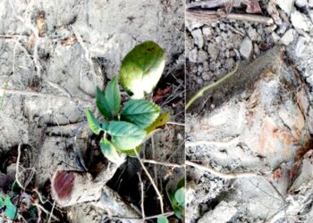 नूरपुर फोरैस्ट डिवीजन में खैर माफिया बेखौफ, जड़ से उखाड़ डाले पेड़, विभाग को भनक तक नहीं