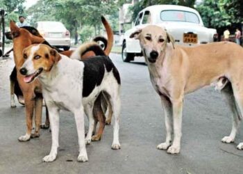आवारा कुत्ता उठा लाया नवजात, नोचता देख लोगों ने छुड़वाया- कलयुगी मां की खोज में पुलिस