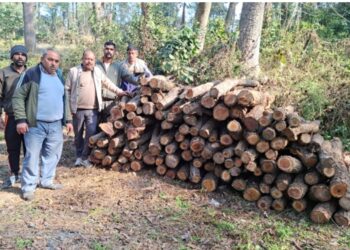 वन माफिया के हाैसले बुलंद, सरकारी जंगल से काट डाले डेढ़ दर्जन खैर के पेड़