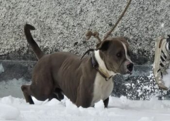 पहाड़ियों में वीडियो बनाने गए दो भाइयों की मौ/त, 4 दिन तक शव के पास रोता रहा पालतू कुत्ता…